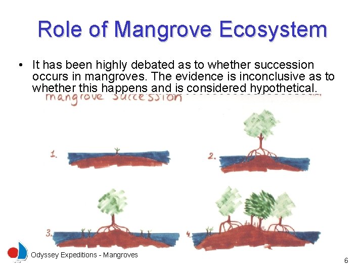 Role of Mangrove Ecosystem • It has been highly debated as to whether succession