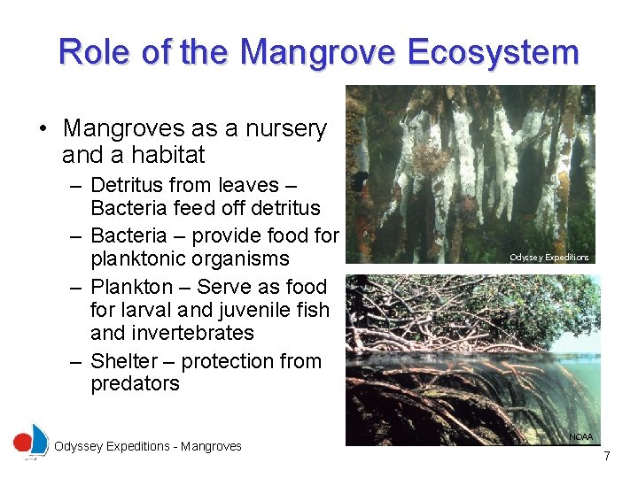 Role of the Mangrove Ecosystem • Mangroves as a nursery and a habitat –