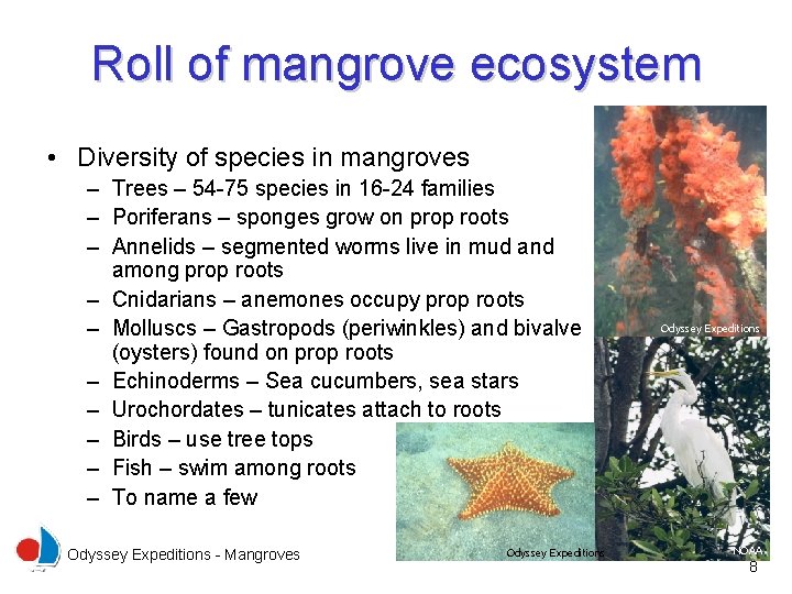 Roll of mangrove ecosystem • Diversity of species in mangroves – Trees – 54