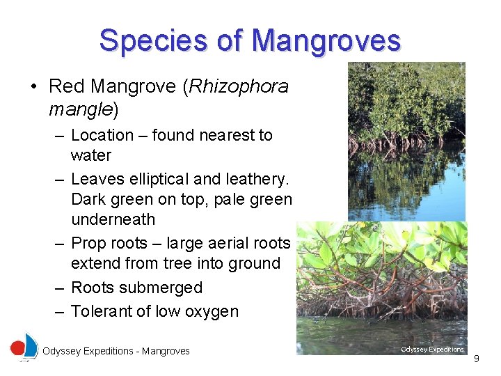 Species of Mangroves • Red Mangrove (Rhizophora mangle) – Location – found nearest to