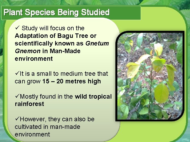 Plant Species Being Studied ü Study will focus on the Adaptation of Bagu Tree