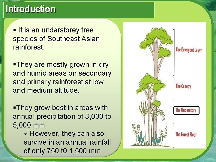 Introduction § It is an understorey tree species of Southeast Asian rainforest. §They are