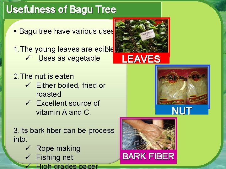 Usefulness of Bagu Tree § Bagu tree have various uses: 1. The young leaves
