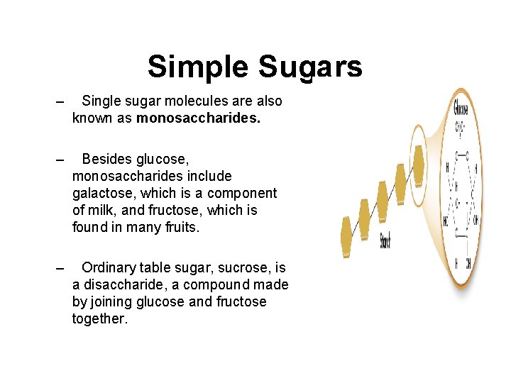 Simple Sugars – Single sugar molecules are also known as monosaccharides. – Besides glucose,