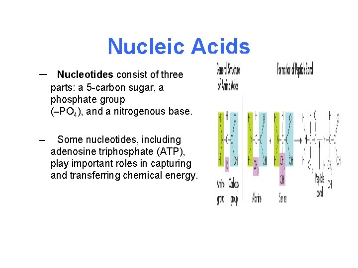 Nucleic Acids – Nucleotides consist of three parts: a 5 -carbon sugar, a phosphate