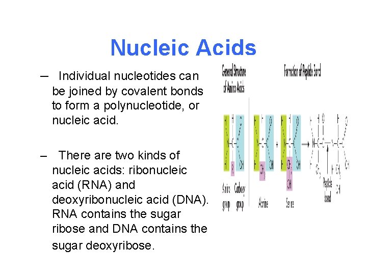 Nucleic Acids – Individual nucleotides can be joined by covalent bonds to form a