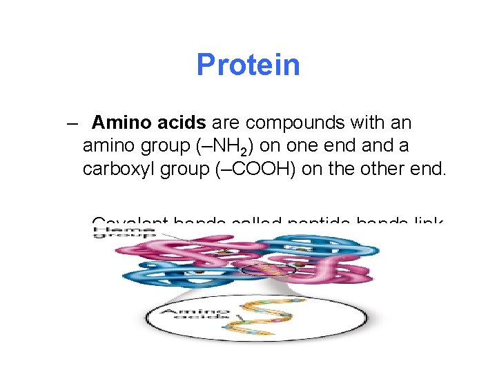 Protein – Amino acids are compounds with an amino group (–NH 2) on one
