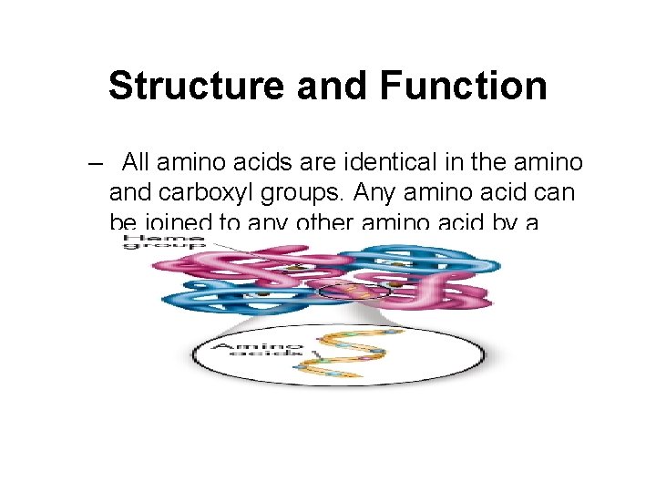 Structure and Function – All amino acids are identical in the amino and carboxyl