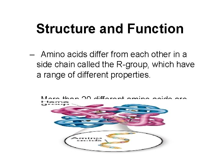 Structure and Function – Amino acids differ from each other in a side chain