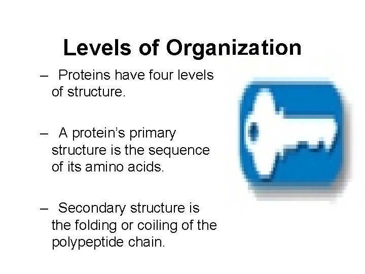 Levels of Organization – Proteins have four levels of structure. – A protein’s primary
