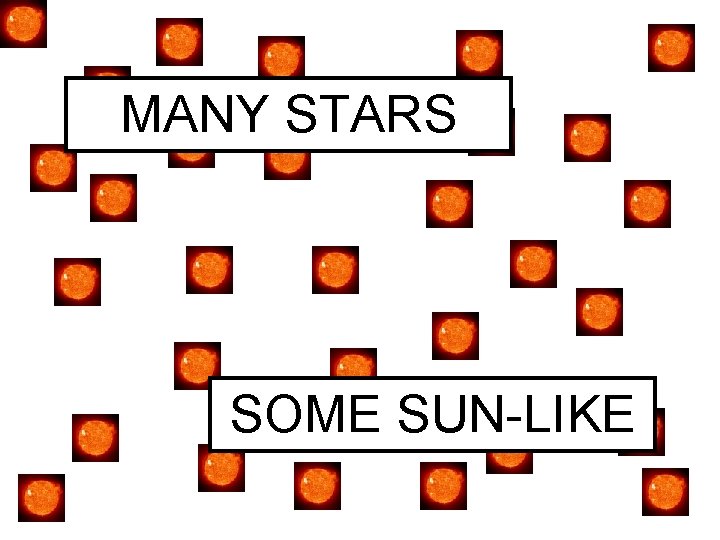 MANY STARS SOME SUN-LIKE 