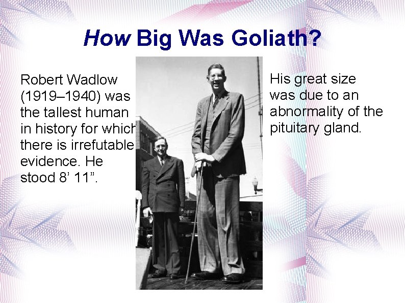 How Big Was Goliath? Robert Wadlow (1919– 1940) was the tallest human in history