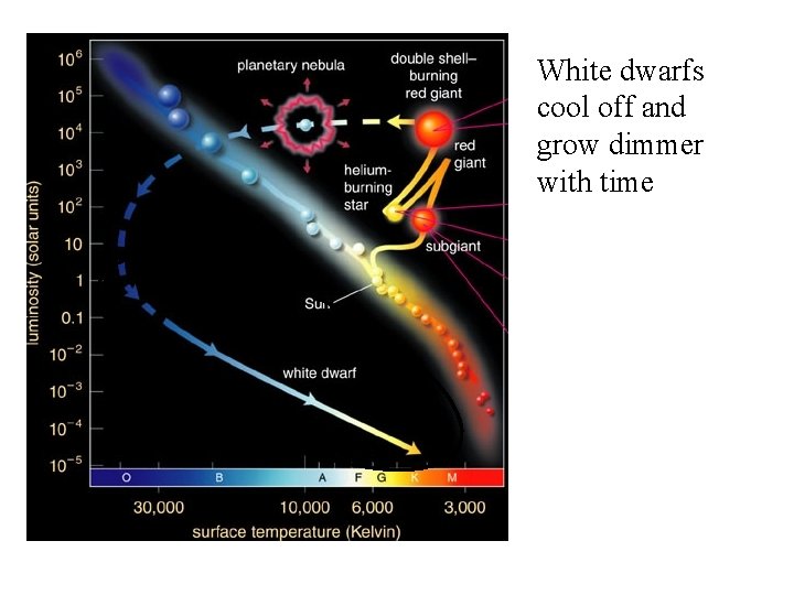 White dwarfs cool off and grow dimmer with time 