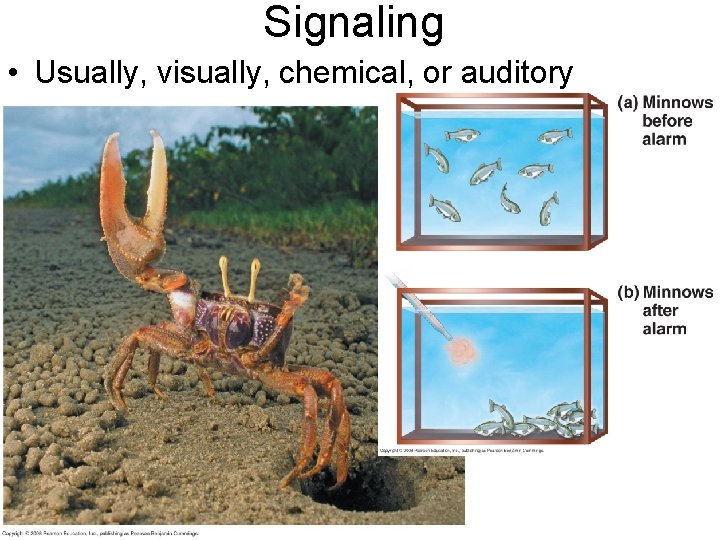 Signaling • Usually, visually, chemical, or auditory 