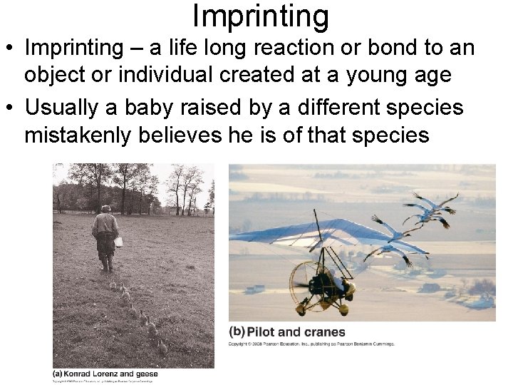 Imprinting • Imprinting – a life long reaction or bond to an object or