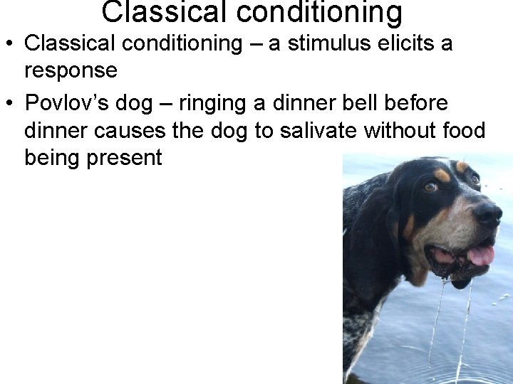 Classical conditioning • Classical conditioning – a stimulus elicits a response • Povlov’s dog