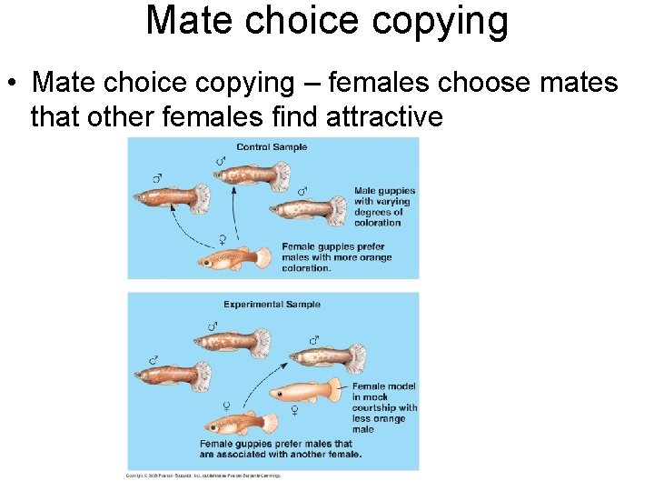 Mate choice copying • Mate choice copying – females choose mates that other females