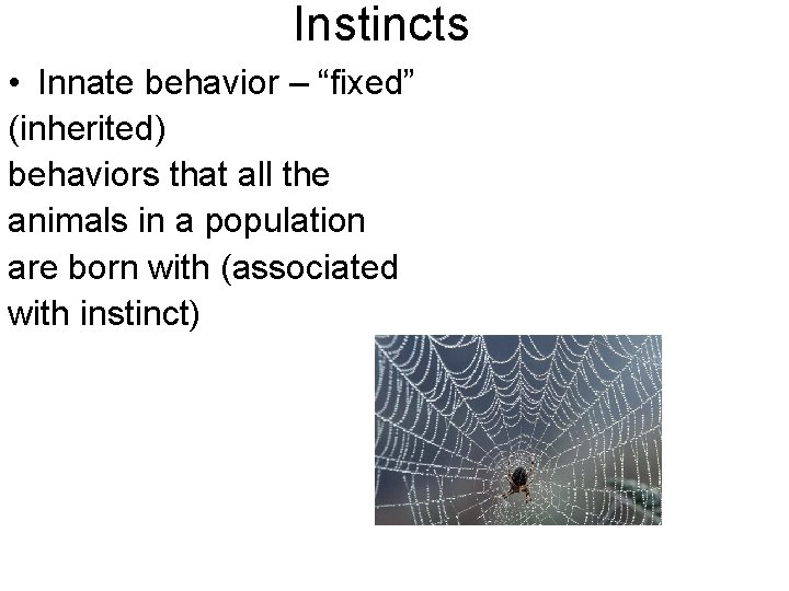 Instincts • Innate behavior – “fixed” (inherited) behaviors that all the animals in a