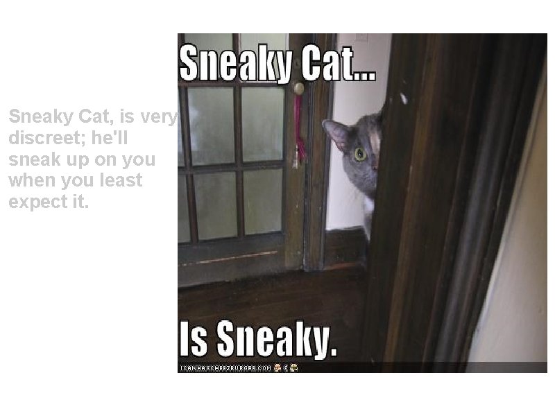 Sneaky Cat, is very discreet; he'll sneak up on you when you least expect
