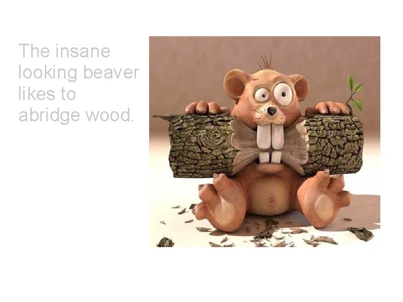 The insane looking beaver likes to abridge wood. 