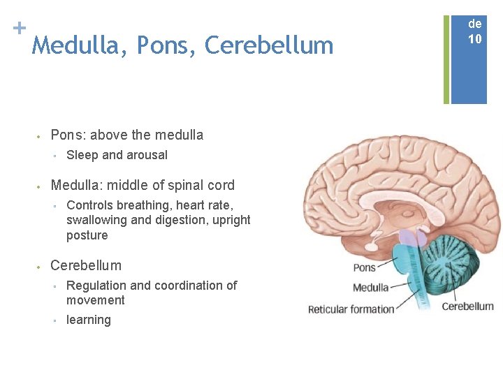 + Medulla, Pons, Cerebellum • Pons: above the medulla ▫ • Medulla: middle of