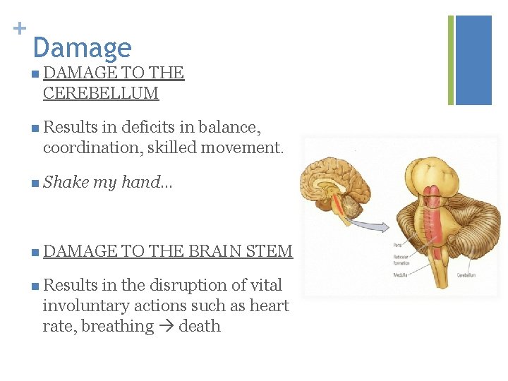 + Damage n DAMAGE TO THE CEREBELLUM n Results in deficits in balance, coordination,