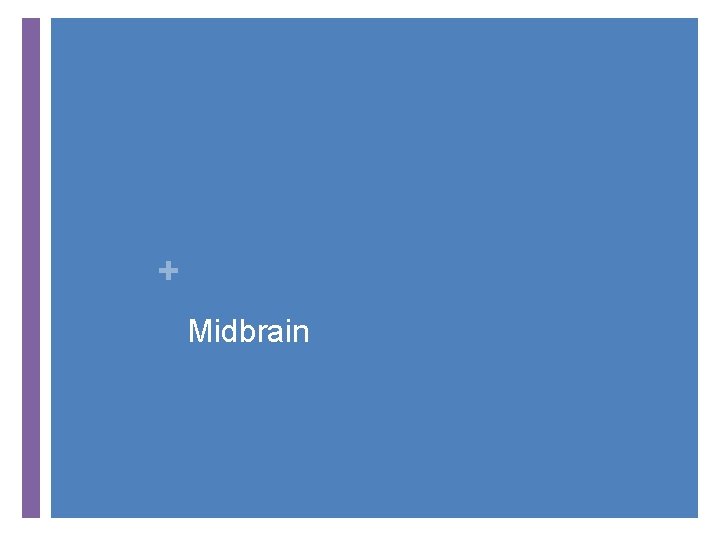 + Midbrain 