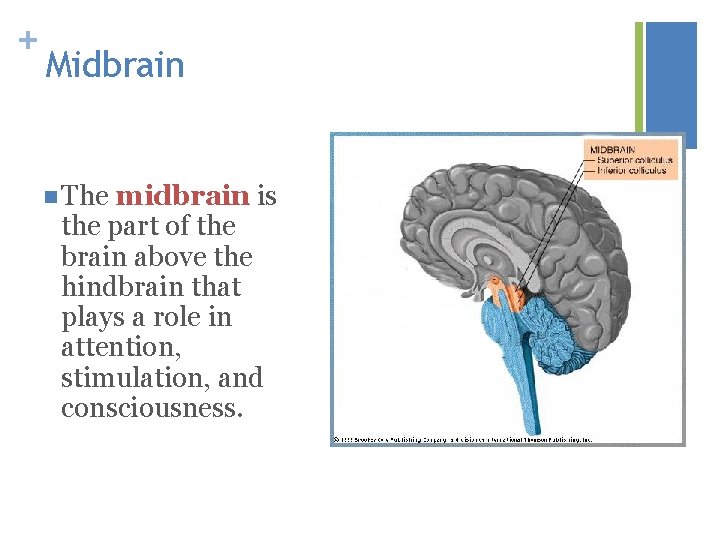 + Midbrain n The midbrain is the part of the brain above the hindbrain