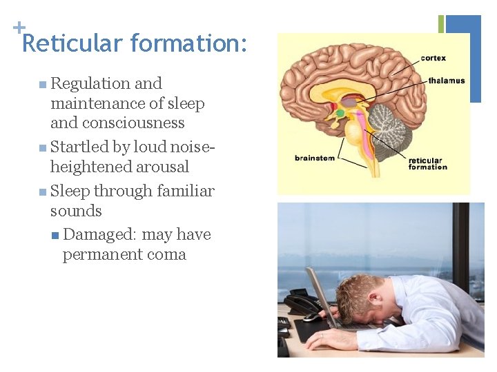 + Reticular formation: n Regulation and maintenance of sleep and consciousness n Startled by