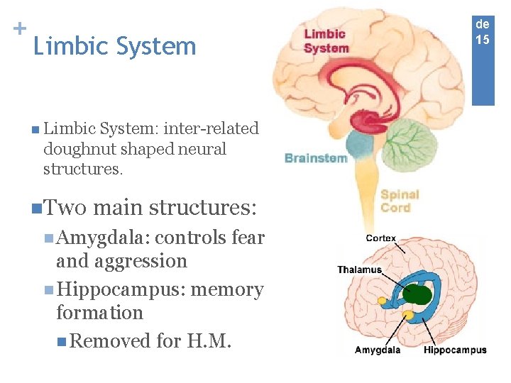 + Limbic System n Limbic System: inter-related doughnut shaped neural structures. n. Two main