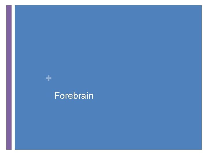 + Forebrain 