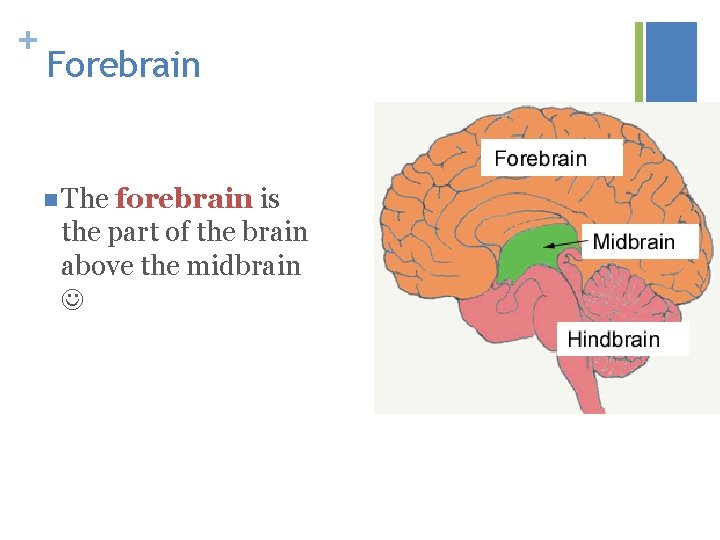 + Forebrain n The forebrain is the part of the brain above the midbrain
