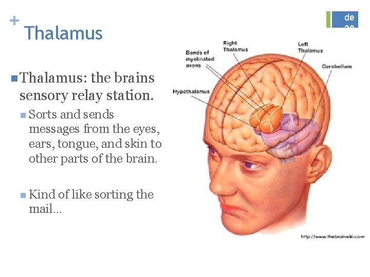 + Thalamus n Thalamus: the brains sensory relay station. n Sorts and sends messages