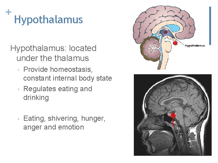+ Hypothalamus: located under the thalamus ▫ ▫ ▫ Provide homeostasis, constant internal body