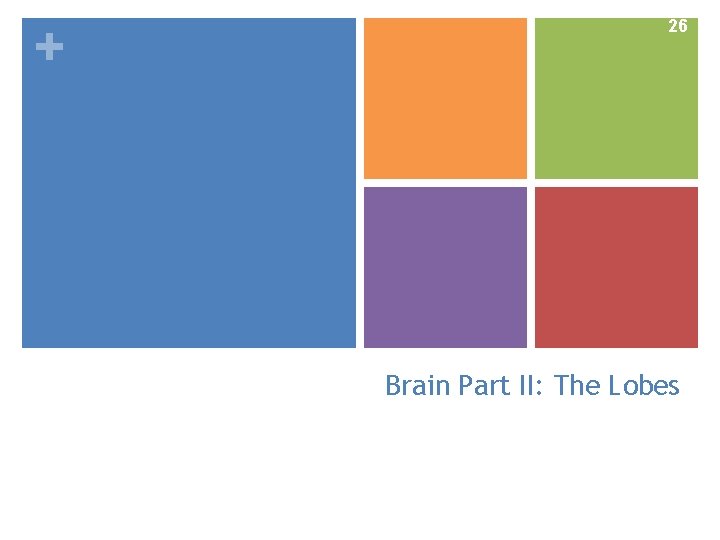 + Slide 26 Brain Part II: The Lobes 