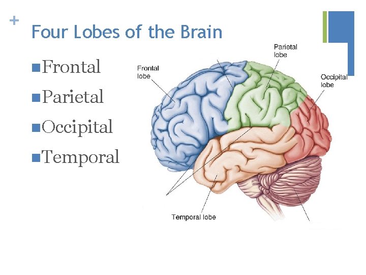 + Four Lobes of the Brain n. Frontal n. Parietal n. Occipital n. Temporal