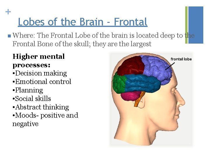 + Lobes of the Brain - Frontal n Where: The Frontal Lobe of the