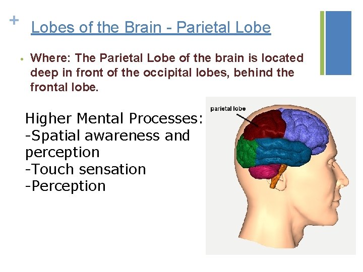 + Lobes of the Brain - Parietal Lobe • Where: The Parietal Lobe of