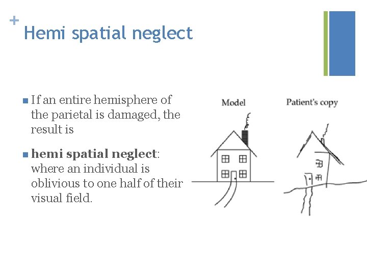 + Hemi spatial neglect n If an entire hemisphere of the parietal is damaged,