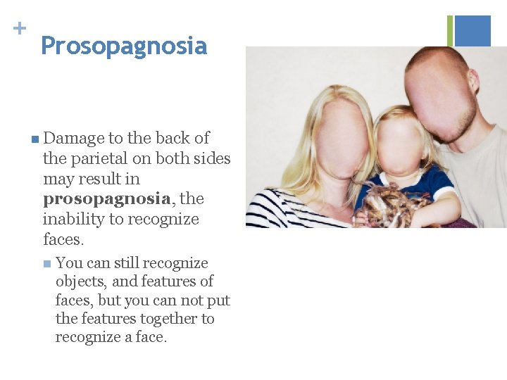 + Prosopagnosia n Damage to the back of the parietal on both sides may