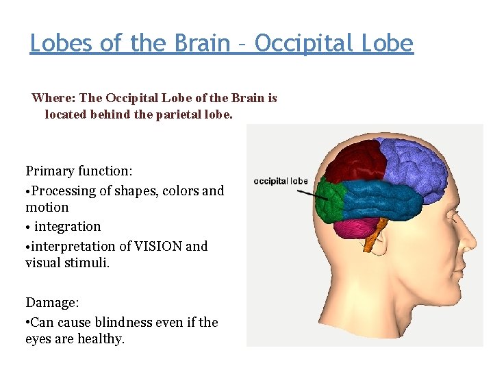 Lobes of the Brain – Occipital Lobe Where: The Occipital Lobe of the Brain