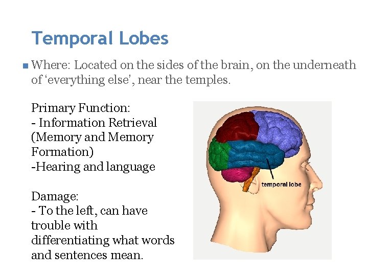Temporal Lobes n Where: Located on the sides of the brain, on the underneath