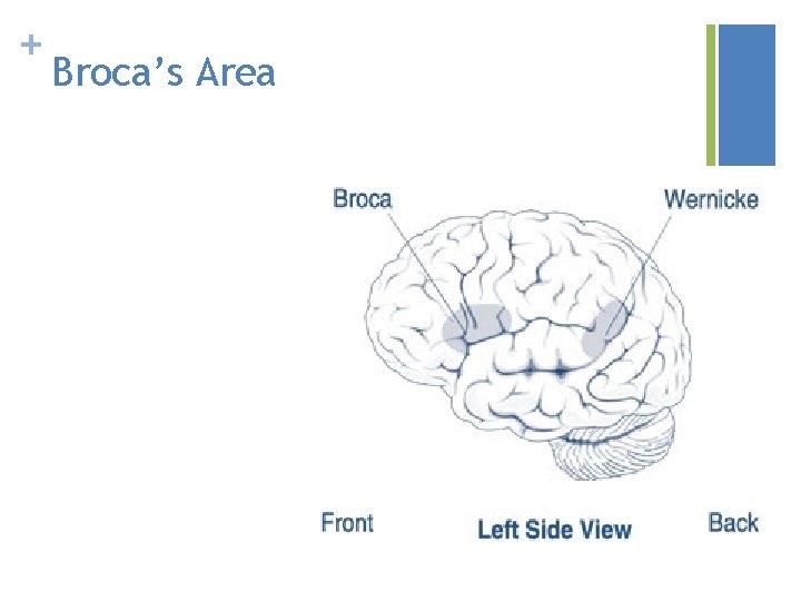 + Broca’s Area 