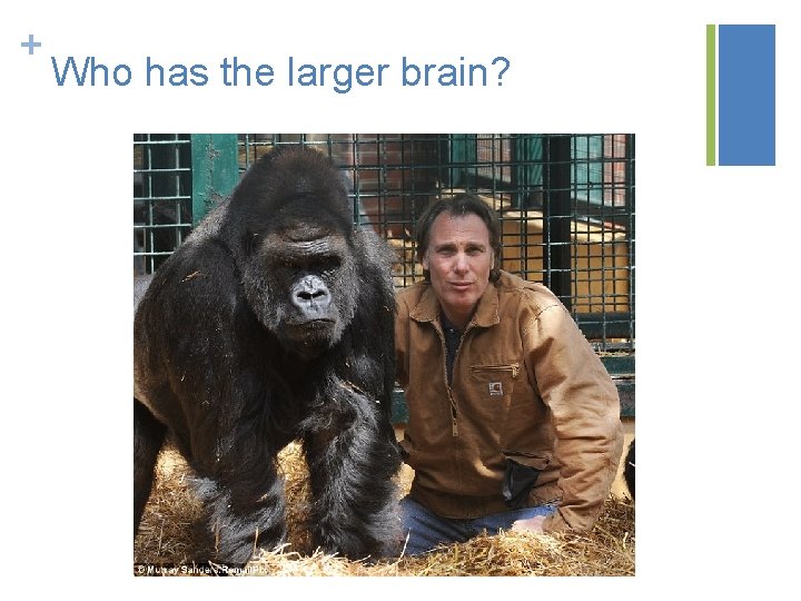 + Who has the larger brain? 