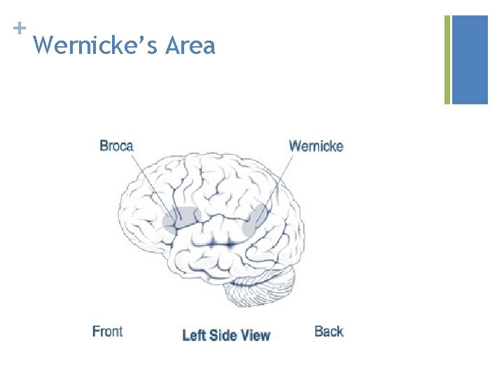 + Wernicke’s Area 