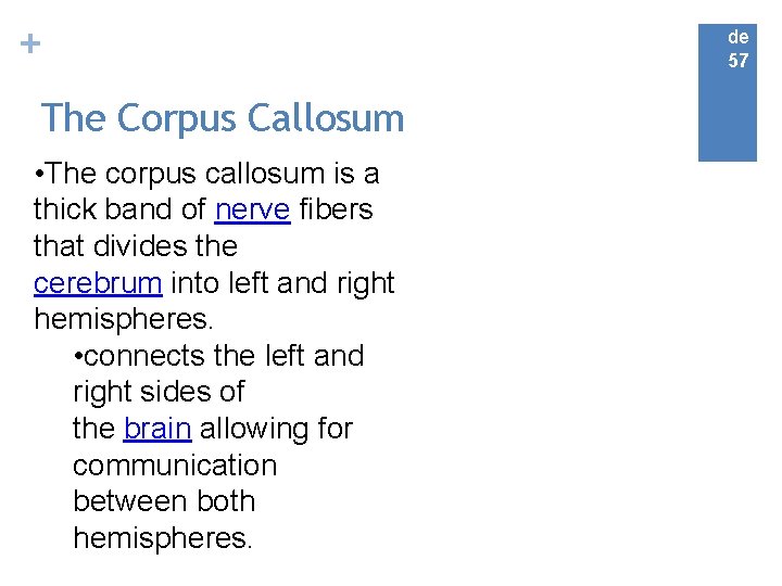 + The Corpus Callosum • The corpus callosum is a thick band of nerve