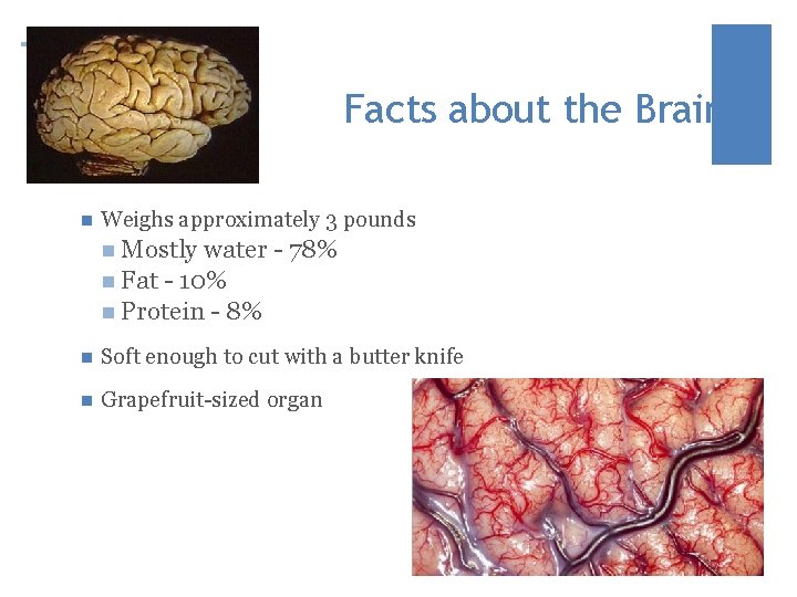 + Facts about the Brain n Weighs approximately 3 pounds n Mostly water -