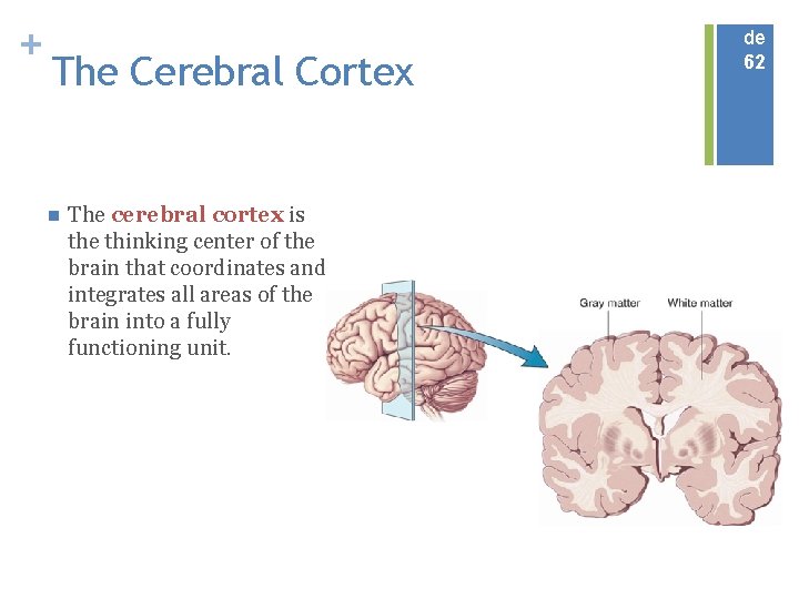 + The Cerebral Cortex n The cerebral cortex is the thinking center of the