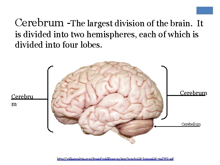 Cerebrum -The largest division of the brain. It is divided into two hemispheres, each