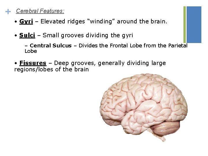 + Cerebral Features: • Gyri – Elevated ridges “winding” around the brain. • Sulci